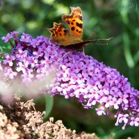 Buddleia